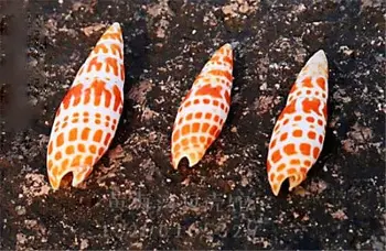 Coajă naturale koi pen melc rezervor de pește acvariu de amenajare a teritoriului stil Mediteranean ornamente